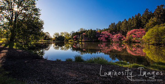 Dawn breaks with sunburst shining through trees on a lake filled