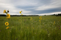 Compass plants at sunset in prairie field, Illinois.