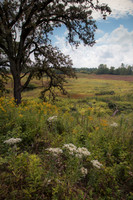 Huge oak tree overlooking glacial meadow full of prairie wildflo