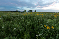 Late summer sunset over vast prairie meadow of wildflowers in Sp