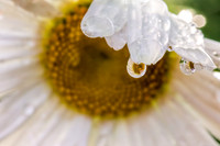 Macro view of dew drop on Daisy with reflection of flower.