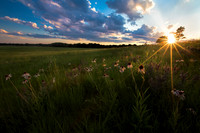 Dramatic sunburst sunset casting rays on purple coneflowers, Sho