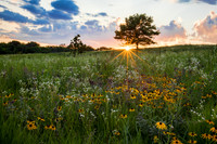 Spectatcular sunburst at sunset over a prairie field of wildflow
