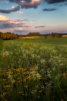 A summer sunset with a dramatic sky over a prairie of wild white