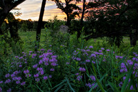 Dramatic orange and purple sunrise sky over filed of purple mona