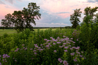 Dramatic orange and purple sunrise sky over filed of purple mona