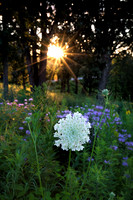 Sunburst illuminating a queen anne's lace flower at sunrise. SHo