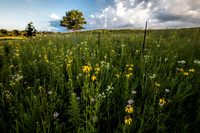 Closeup view of prarie wildflowers at sunset in Shoefactory Prai