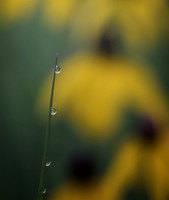Macro view of water droplets on blade of grass reflecting conefl