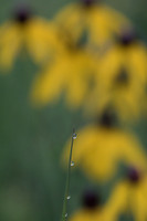 Macro view of water droplets on blade of grass reflecting conefl
