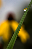 Macro view of a large water droplet on blade of grass reflecting