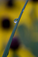 Macro view of water droplet on blade of grass reflecting gorgeou