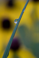 Macro view of water droplet on blade of grass reflecting gorgeou