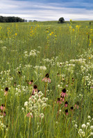Summer prairie sunset with filed of pueple coneflowers and yello