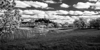 Black and white image of white crabapple with grass lined lake f