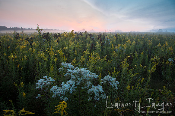 Sunrise over wildflower filled prairie .Dupage County,IL.