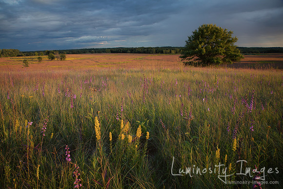 Sunset on yellow and purple prairie wildflowers leading to valle