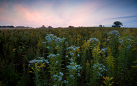 Prairie meets sunrise mist.Dupage County, IL.