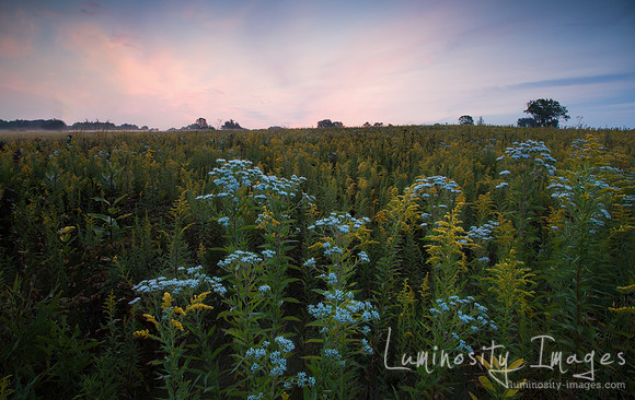 Prairie meets sunrise mist.Dupage County, IL.