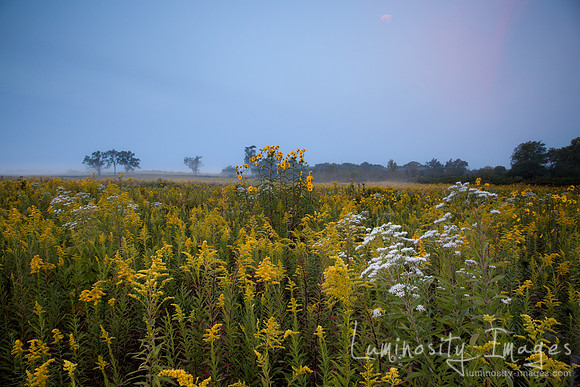 Golden Prairie sunrise on misty morning. Dupage County,IL.