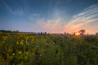 Sunburst through prairie wildflowers. Dupage County, IL.