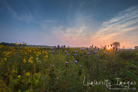 Sunburst through prairie wildflowers. Dupage County, IL.