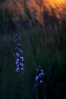 Closeup blazing star st sunset. IL