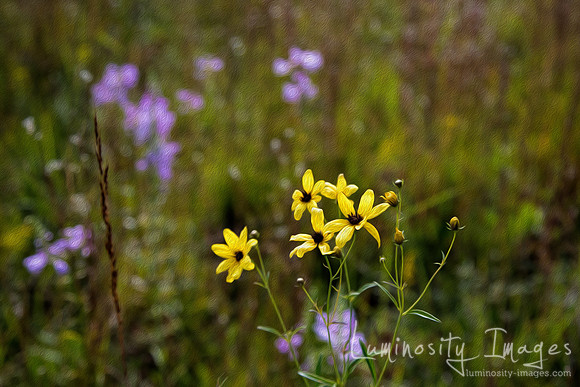 Artisitic rendition praiie flowers. Elgin, Illinois.