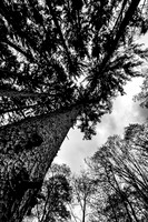 A magnificent forest reaches for the sky. Morton Arboretum, IL.