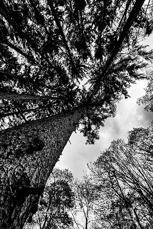 A magnificent forest reaches for the sky. Morton Arboretum, IL.