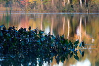 Water plants in Little Bearskin Lake Minoqua Wisconsin.