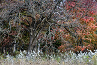 Massive oak tree in fall surrounded by moving prairie flowers. S