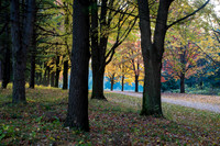 Autumn colors in woodland forest preserve St James Farm, IL.