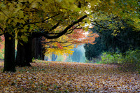 Row of maple trees with fall leaf color . St. James Farm. IL