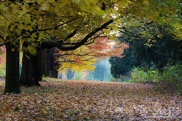 Row of maple trees with fall leaf color . St. James Farm. IL