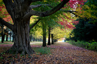 A majestic oak tree in a wooded area full of fall color. St. Jam