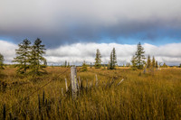 A foggy sunrise over a northern Wisconsin bog area.