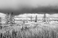 A black and white foggy sunrise over a northern Wisconsin bog ar