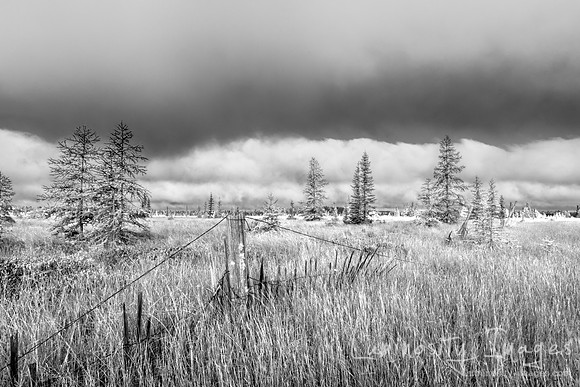 A black and white foggy sunrise over a northern Wisconsin bog ar