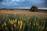 Prairie sunset on yellow wildflowers filled hillside.