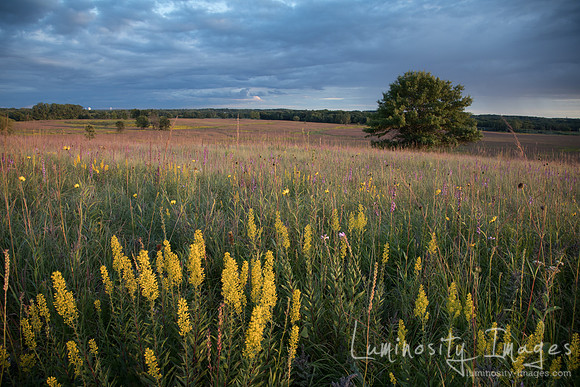 Prairie sunset on yellow wildflowers filled hillside.