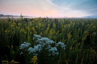 Sunrise over wildflower filled prairie .Dupage County,IL.