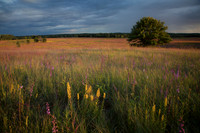Sunset on yellow and purple prairie wildflowers leading to valle