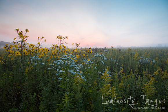Morning mist over prairie wildflowers. Dupage County, IL.