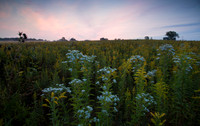 Sunrise color on wildflowers. Shoefactory Prairie. IL.