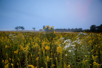 Golden Prairie sunrise on misty morning. Dupage County,IL.