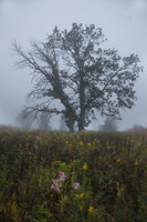 Foggy morning sunrise prairie. Shoefactory Nature Preserve, Illi
