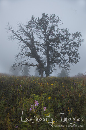 Foggy morning sunrise prairie. Shoefactory Nature Preserve, Illi