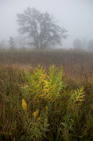 Fog on prairie goldenrod filled hillside. IL.