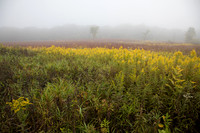 Prairie of fog filled goldenrod and trees. IL.